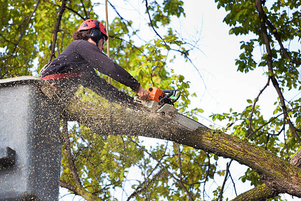 Canon, GA  Tree Services Company